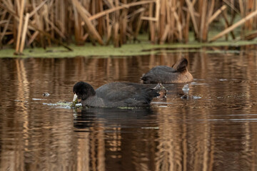 one American coot eating the algae on the pond surface with a grebe cleaning its feather on the background