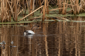 one grebe floating on the water with its body tilt on one side to stretch its leg in the pond