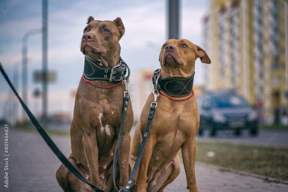 Wall mural Portrait of two American Pit Bull Terriers on a city street.