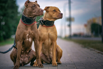 Portrait of two American Pit Bull Terriers on a city street.