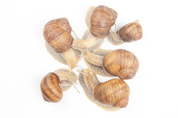 Helix pomatia. grape snail on a white background. mollusc and invertebrate. gourmet protein meat food. communication of the individual in society