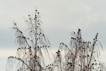 Obraz premium a flock of starling birds resting on the thin branches of leafless trees in the park on an overcast day
