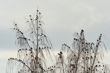 a flock of starling birds resting on the thin branches of leafless trees in the park on an overcast day