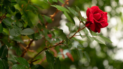 beautiful red rose