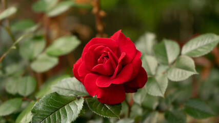 single red rose