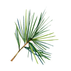 Watercolor fir tree branch illustration. Winter greenery twigs spruce for greting card, wedding card, bridal card, social media template, botanical logo, bridal shower.