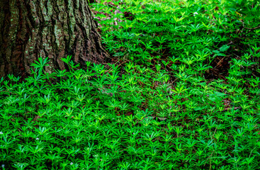 green ground cover background