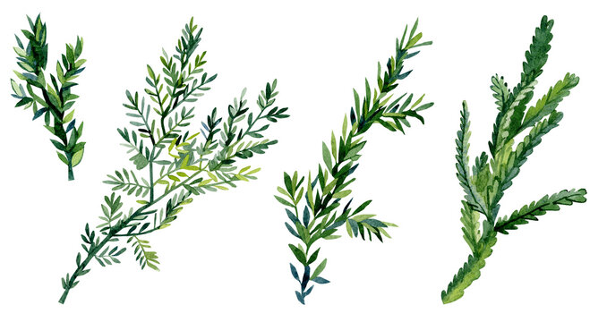 Watercolor forest greenery floral with fir tree branch, twigs, foliage for greting card, wedding card, bridal card, botanical logo, rustic baby shower.