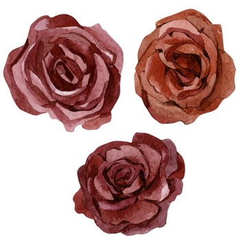 Watercolor red rose illustration. Burgundy flowers for greting card, wedding card, social media template, botanical logo, stories hightlight.
