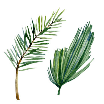 Watercolor winter floral with fir tree branch illustration. Greenery twigs spruce, forest elements for greting card, wedding card, bridal card, botanical logo, baby shower.