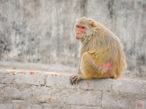 Bored Monket SIt on a Wall and Staring at someone 