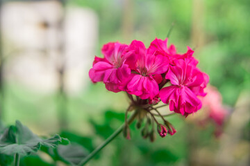 Cyan and pink flowers geranium in the garden close up