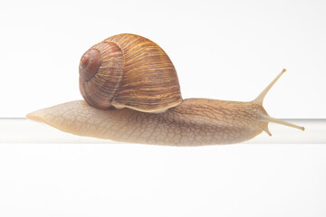 Helix pomatia. snails hang from a plastic tube. mollusc and invertebrate. delicacy meat and gourmet food.