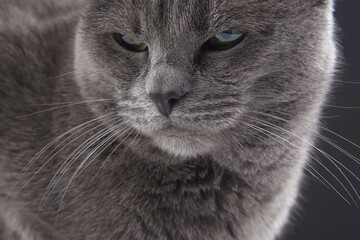 Studio portrait of a beautiful grey cat on dark background. pet mammal animal predator