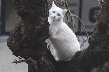 White cat with blue eyes potrait