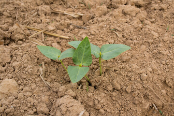 The seedlings of organic long bean are growing.