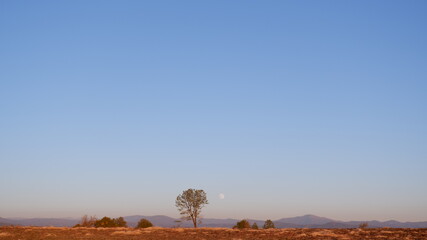 Fototapeta premium Tree with moon with a mountain view