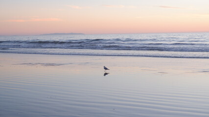 Sunset and ocean waves with birds