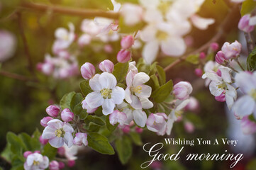 wishing you a very good morning. pink apple tree flowers close-up on a blurry background on a sunny day.