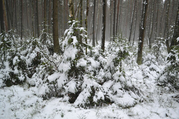 Small Christmas Trees Under the Snow Outfit.