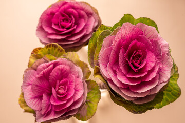 Ornamental Crane Red Brassica cabbage, rose-like flower