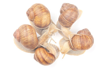 Helix pomatia. grape snail on a white background. mollusc and invertebrate. gourmet protein meat food. communication of the individual in society