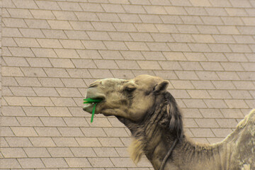 A brown desert camel eating green grass