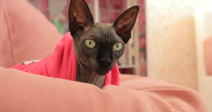 Grey cat sphinx plays in the room
