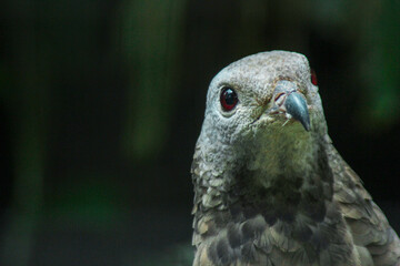 eagle head with brown feathers