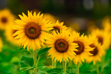 Beautiful Sunflower blossom close up