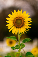 Beautiful Sunflower blossom close up