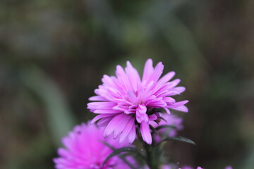 flowers that were fresh and just bloomed. very beautiful. I took a picture when I returned to my hometown