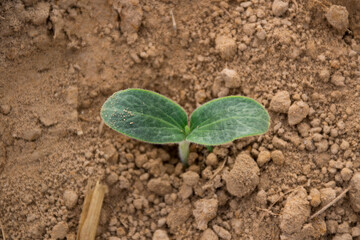 Organic pumpkin seedlings are growing.