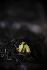 Close-up of edamame seedlings in the garden.