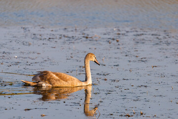 Young gray mute swan or Cygnus olor swimming on the water