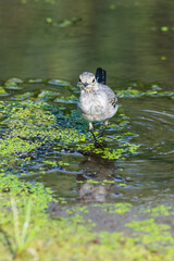 White Wagtail or Motacilla alba. Wagtails is a genus of songbirds. Wagtail is one of the most useful birds. It kills mosquitoes and flies, which deftly chases in the air