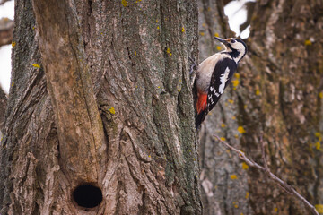 Great spotted woodpecker on a pine tree on a spring morning in the hollow building