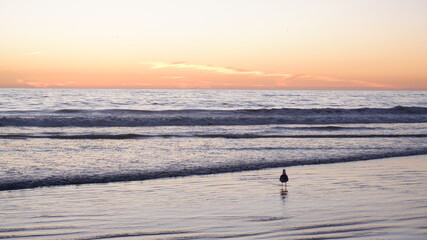 Fototapeta na wymiar Ocean waves with sunset and bird