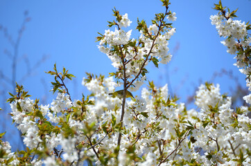 三重県伊勢志摩　岩戸桜とメジロ