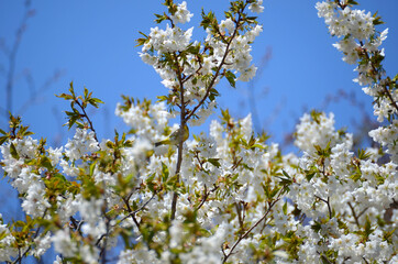 三重県伊勢志摩　岩戸桜とメジロ