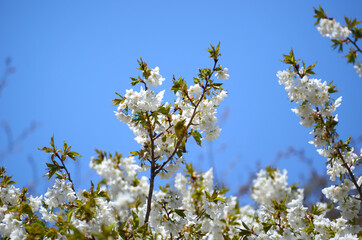 三重県伊勢志摩　岩戸桜とメジロ