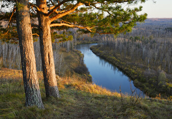 Pines over the river in the evening