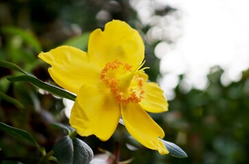 Hypericum Hidcote