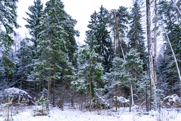 Obraz na płótnie Canvas Winter forest covered with snow in December near Moscow