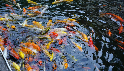Colorful school of Japanese koi carp fish in the pond