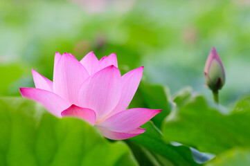Obraz premium A beautiful pink lotus flower and lotus flower bud.