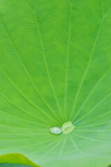 A drop of water on the lotus leaf