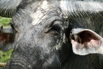 B&uuml;ffel auf der Weide in Nahaufnahme