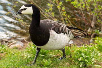 Duck on water scene. A duck stands on the shore of the lake and waits for something. Concept-waiting