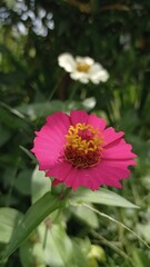 bee on a flower